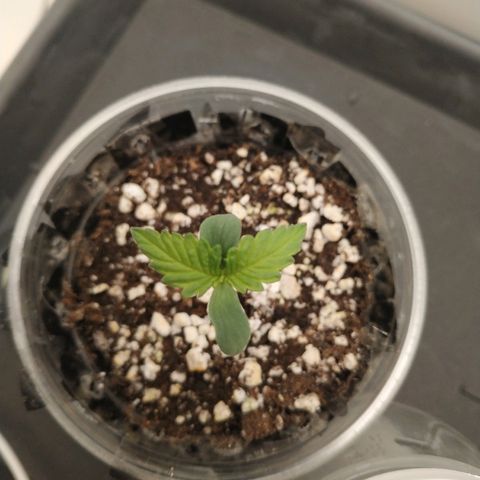 LSD 25 fastbuds growlog timeline photo
