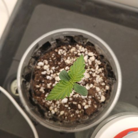 LSD 25 fastbuds growlog timeline photo