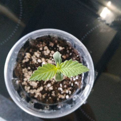 LSD 25 fastbuds growlog timeline photo