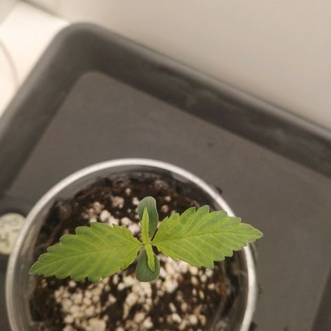 LSD 25 fastbuds growlog timeline photo