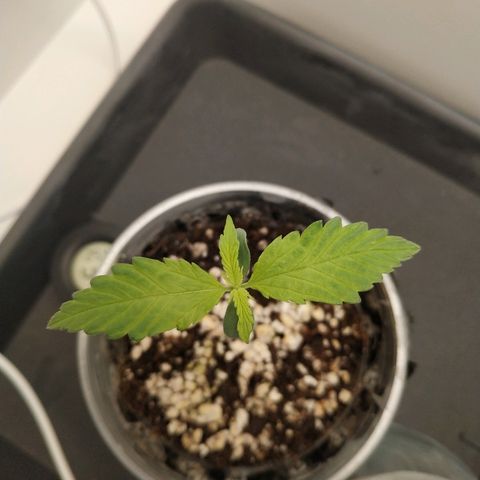 LSD 25 fastbuds growlog timeline photo