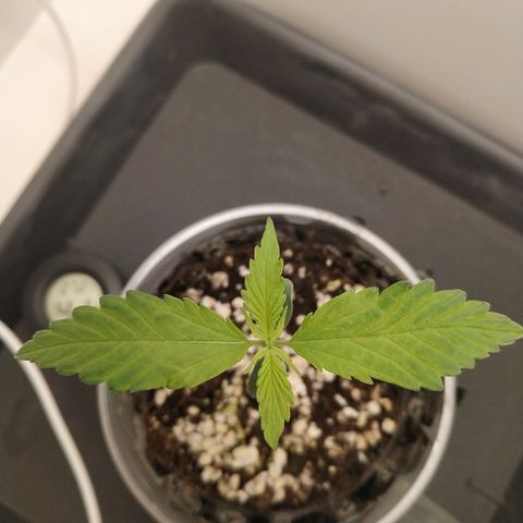 LSD 25 fastbuds growlog timeline photo