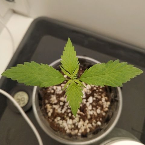 LSD 25 fastbuds growlog timeline photo