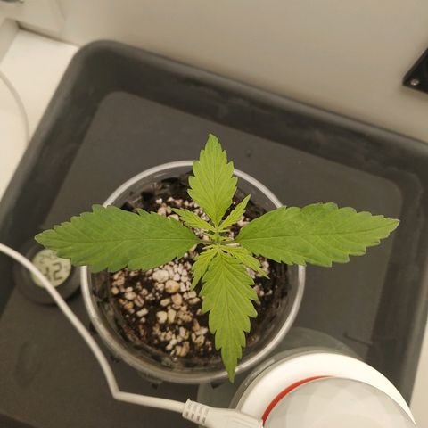 LSD 25 fastbuds growlog timeline photo