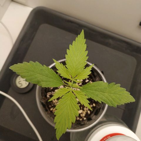 LSD 25 fastbuds growlog timeline photo