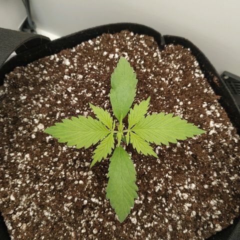 LSD 25 fastbuds growlog timeline photo