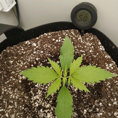 LSD 25 fastbuds growlog timeline photo