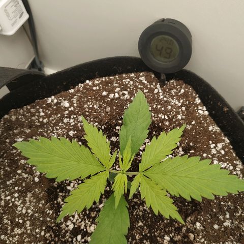 LSD 25 fastbuds growlog timeline photo