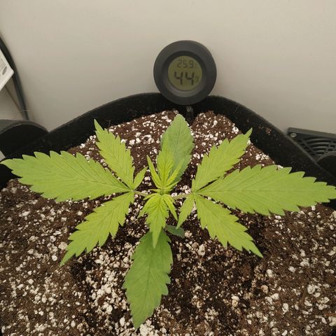 LSD 25 fastbuds growlog timeline photo