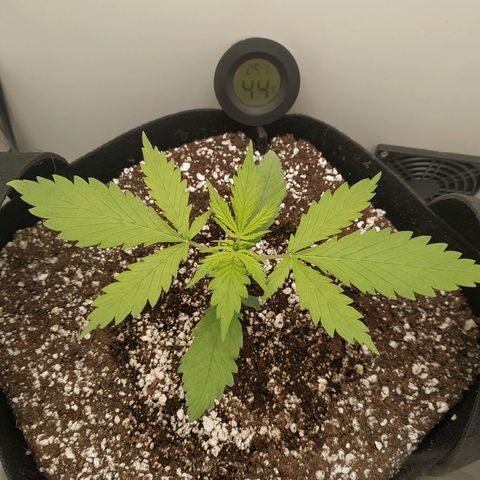 LSD 25 fastbuds growlog timeline photo