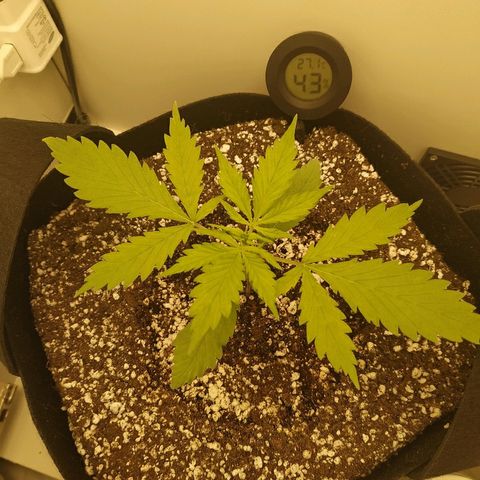 LSD 25 fastbuds growlog timeline photo