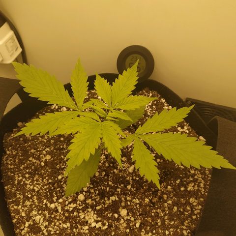 LSD 25 fastbuds growlog timeline photo