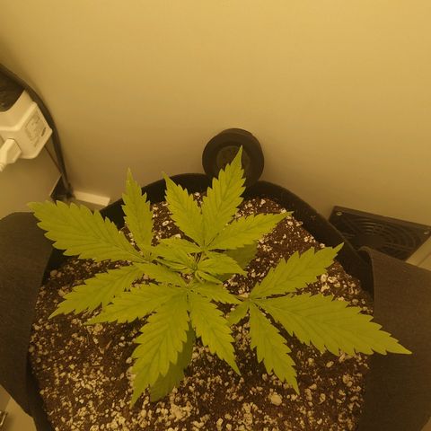 LSD 25 fastbuds growlog timeline photo