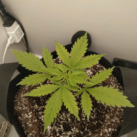 LSD 25 fastbuds growlog timeline photo
