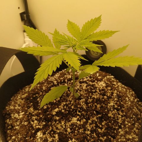 LSD 25 fastbuds growlog timeline photo