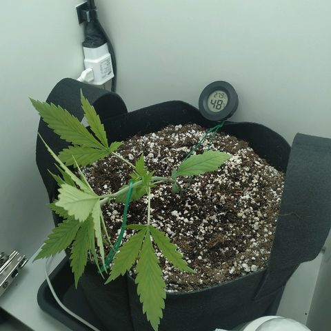 LSD 25 fastbuds growlog timeline photo