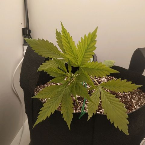 LSD 25 fastbuds growlog timeline photo