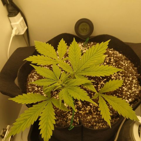 LSD 25 fastbuds growlog timeline photo