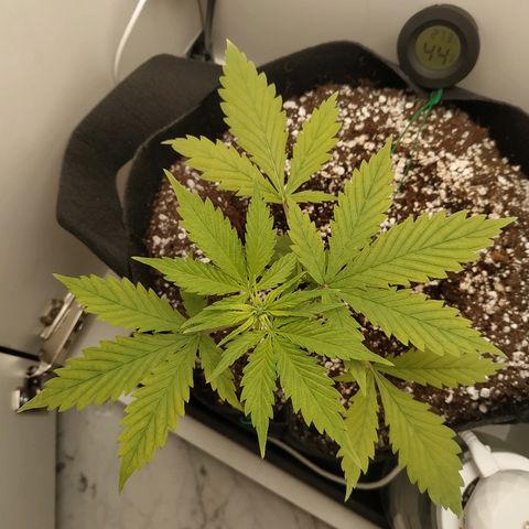 LSD 25 fastbuds growlog timeline photo