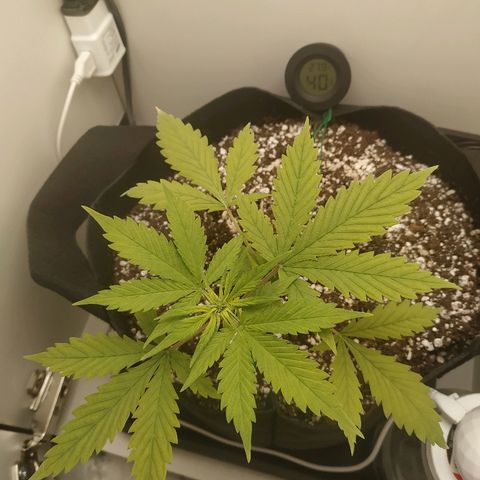 LSD 25 fastbuds growlog timeline photo