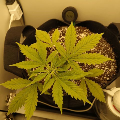 LSD 25 fastbuds growlog timeline photo