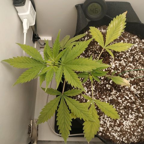 LSD 25 fastbuds growlog timeline photo