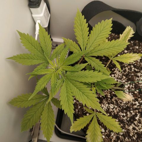 LSD 25 fastbuds growlog timeline photo