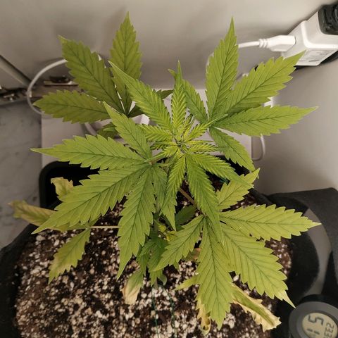 LSD 25 fastbuds growlog timeline photo