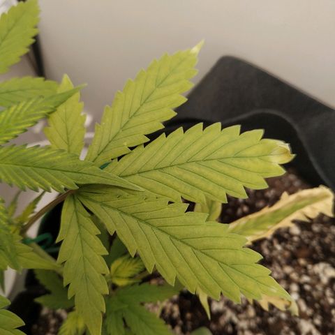 LSD 25 fastbuds growlog timeline photo
