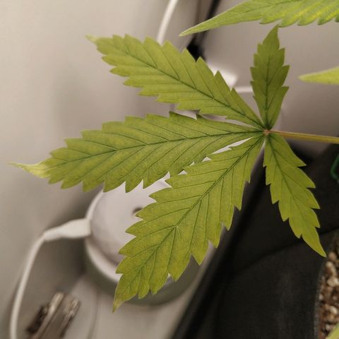 LSD 25 fastbuds growlog timeline photo