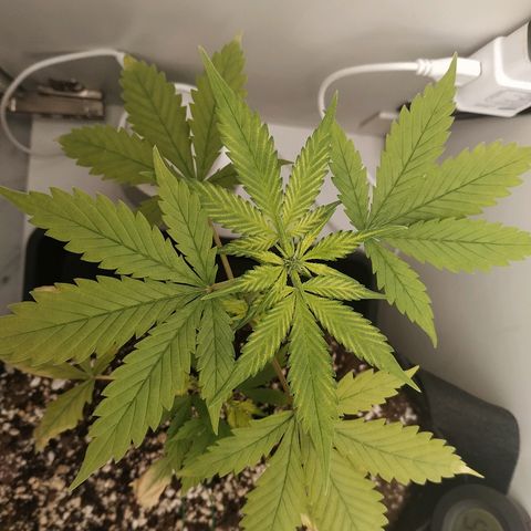 LSD 25 fastbuds growlog timeline photo