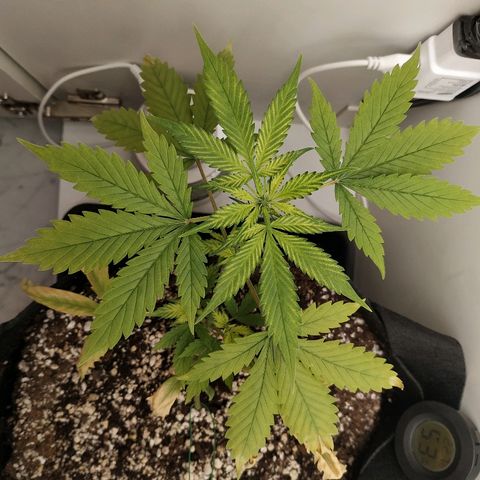 LSD 25 fastbuds growlog timeline photo