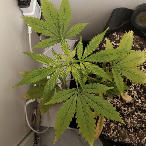 LSD 25 fastbuds growlog timeline photo
