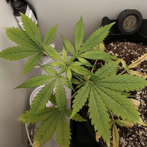 LSD 25 fastbuds growlog timeline photo
