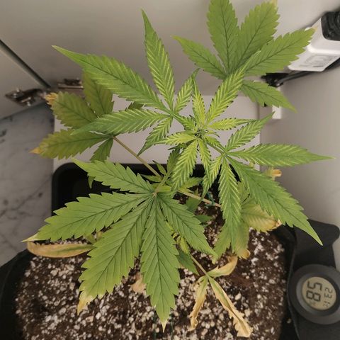LSD 25 fastbuds growlog timeline photo