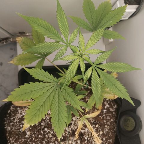 LSD 25 fastbuds growlog timeline photo