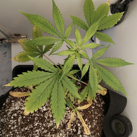 LSD 25 fastbuds growlog timeline photo