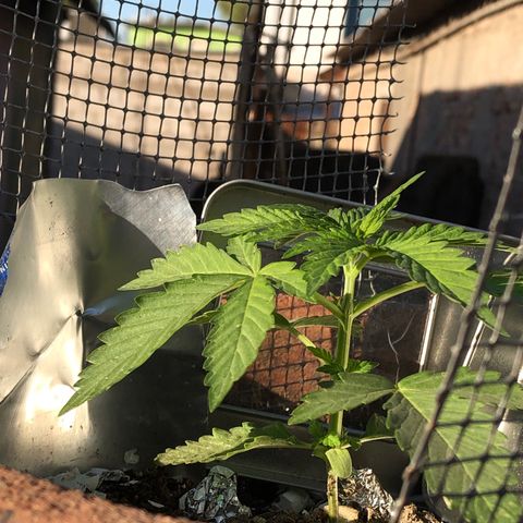 Indica  growlog photo: Bien cuidado y bien regada 