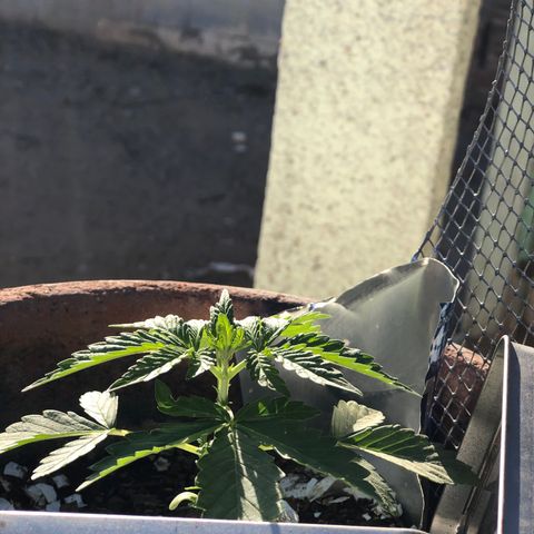 Indica  growlog photo: Bien cuidado y bien regada 