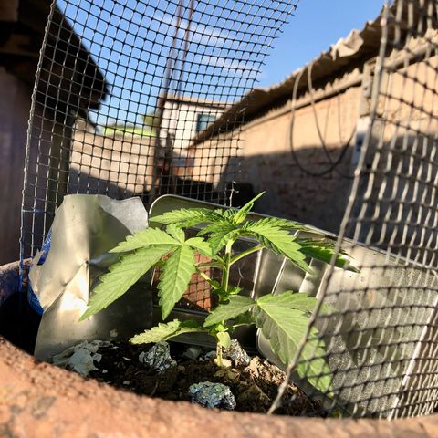 Indica  growlog photo: Bien cuidado y bien regada 