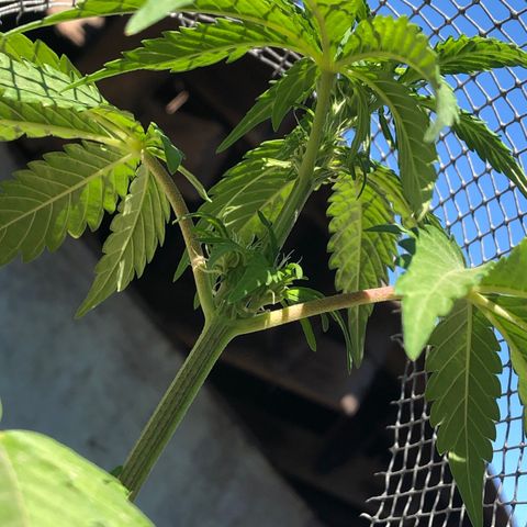 Indica  growlog photo: Después de fertilizar con agua y azúcar con limón para el PH de la tierra, asserin para el carbono y nitrógeno, y se cortaron ramas inferiores inesesarias 