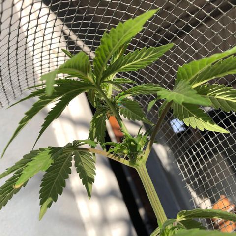 Indica  growlog photo: Después de fertilizar con agua y azúcar con limón para el PH de la tierra, asserin para el carbono y nitrógeno, y se cortaron ramas inferiores inesesarias 