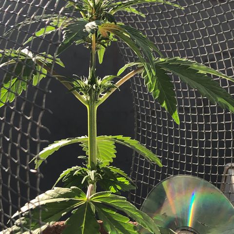 Indica  growlog timeline photo