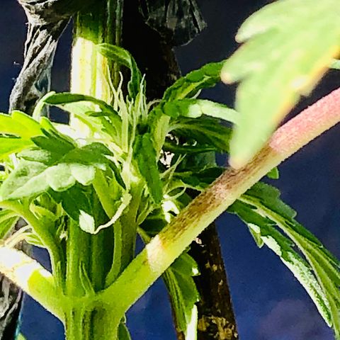 Indica  growlog photo: Después de la poda mídle Epical y nutrientes 