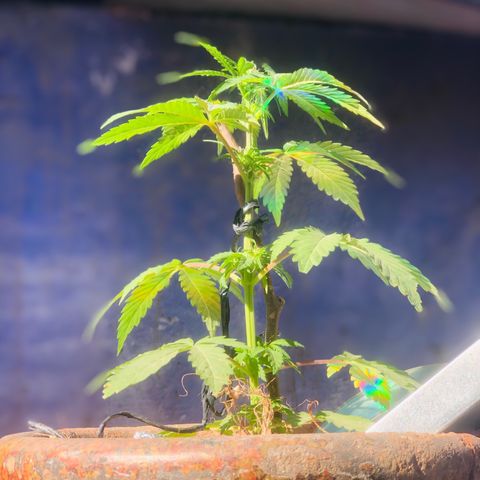 Indica  growlog photo: Después de la poda mídle Epical y nutrientes 