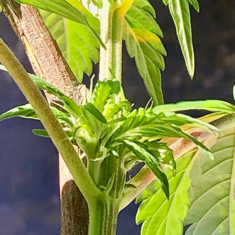 Indica  growlog photo: Después de la poda mídle Epical y nutrientes 
