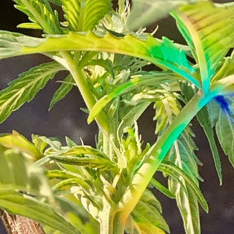 Indica  growlog photo: Después de la poda mídle Epical y nutrientes 