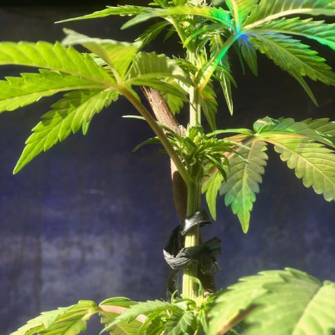 Indica  growlog photo: Después de la poda mídle Epical y nutrientes 