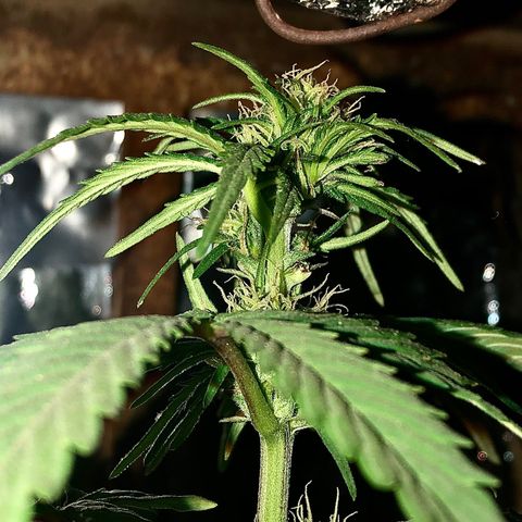 Indica  growlog photo: Después de la poda, abono orgánico, vitamina c y hierro / agua con azúcar 