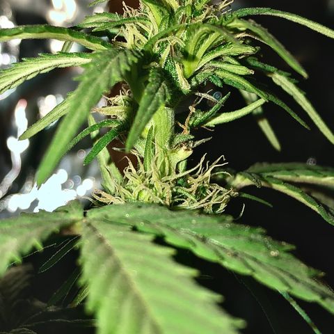 Indica  growlog photo: Después de la poda, abono orgánico, vitamina c y hierro / agua con azúcar 